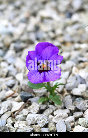 Stiefmütterchen, Stiefmütterchen Veilchen (Viola x Wittrockiana, Viola Wittrockiana, Viola Hybrida), blühen zwischen Kies Stockfoto