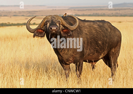 Afrikanischer Büffel (Syncerus Caffer), Fütterung, Kenia, Masai Mara Nationalpark Stockfoto