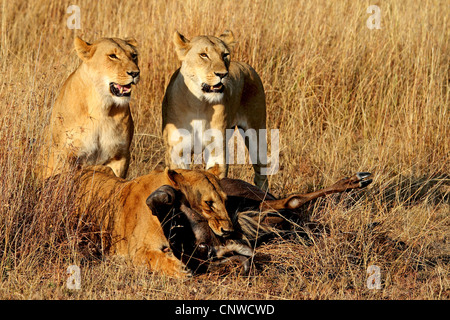Löwe (Panthera Leo), Löwin, die Fütterung auf Gnu, Kenia, Masai Mara Nationalpark Stockfoto