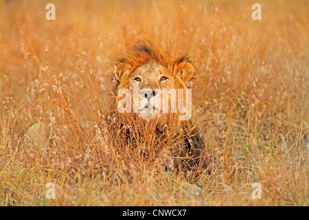 Löwe (Panthera Leo), männliche liegen im Rasen, Kenia, Masai Mara Nationalpark Stockfoto