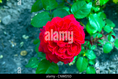 dekorative Rose (Rosa Auguste Renoir), Sorte Auguste Renoir Stockfoto