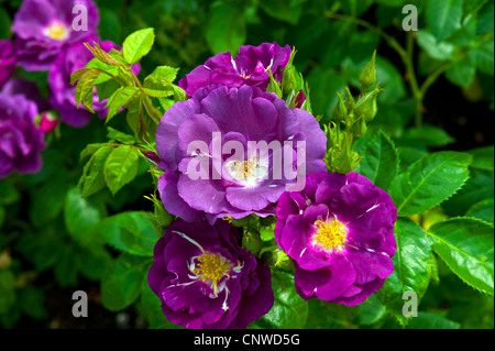 dekorative rose (Rosa Rhapsody in Blue), Rhapsody in Blue Stockfoto