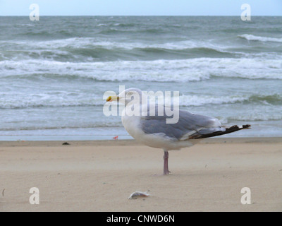 Silbermöwe (Larus Argentatus), stehend auf Sand der Küste Stockfoto