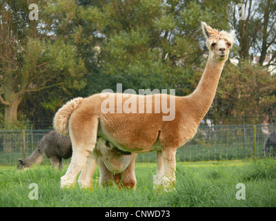 Alpaka (Lama Pacos), weidenden Herde in einem Paddock single Tier suchen neugierig Stockfoto