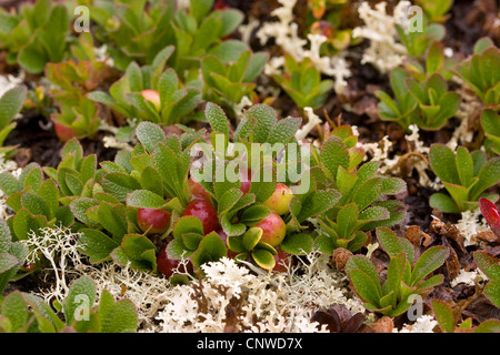 Alpine Bärentraube, schwarze Bärentraube (Arctostaphylos Alpina, Arctous Alpina), Fruchtbildung, Deutschland Stockfoto