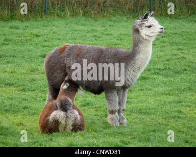 Alpaka (Lama Pacos), Stute ein Fohlen Spanferkel Stockfoto