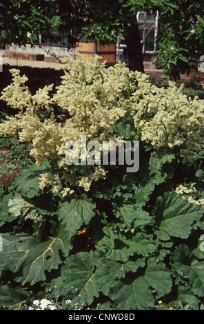 Rhabarber (Rheum Rhabarbarum), blühen Stockfoto