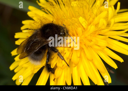 Baumhummel (Bombus Hypnorum, Pyrobombus Hypnorum) auf Löwenzahn, Freiwilligen für Nektar, Deutschland Stockfoto