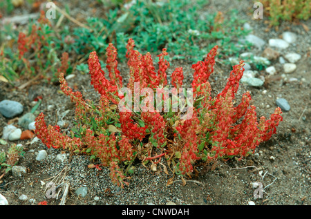 Rot-Dock (Rumex Bucephalophorus), Fruchtkörper Stockfoto