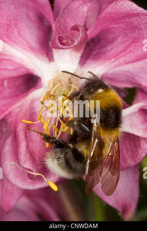 kleinen Garten Hummel (Bombus Hortorum, Megabombus Hortorum), Rhododendron, Deutschland Stockfoto