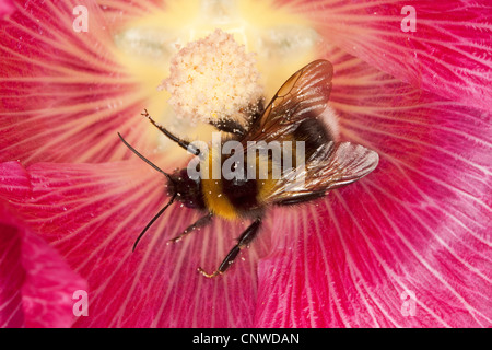 kleinen Garten Hummel (Bombus Hortorum, Megabombus Hortorum), auf Stockrosen, Deutschland Stockfoto