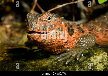 Chinesische Xenosaur, chinesische Krokodil Eidechse (Shinisaurus Crocodilurus), portrait Stockfoto