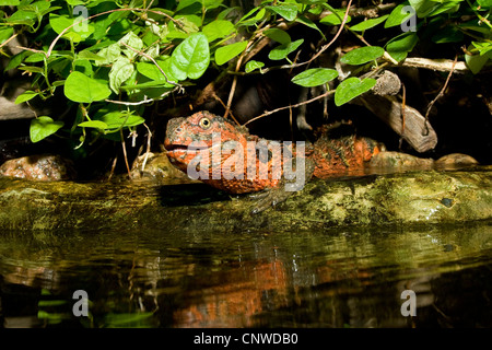 Chinesische Xenosaur, chinesische Krokodil Eidechse (Shinisaurus Crocodilurus), im Terrarium Stockfoto