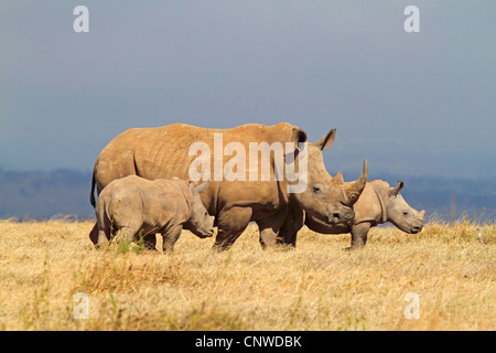 Breitmaulnashorn, Quadrat-lippige Nashorn Rhinoceros (Ceratotherium Simum), Erwachsene mit Welpen, Kenia, Solio Ranch grass Stockfoto