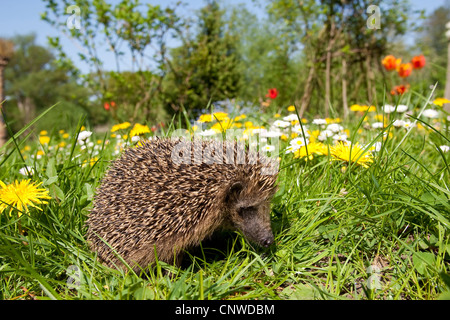 Westlichen Igel, Europäische Igel (Erinaceus Europaeus), in einem Garten im Frühjahr mit Löwenzahn und gemeinsame daisy Stockfoto