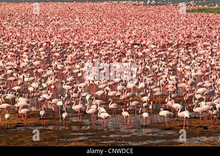 Rosaflamingo (Phoenicopterus Roseus, Phoenicopterus Ruber Roseus), Massen in Lake Bogoria, Kenia, Lake Bogoria Stockfoto
