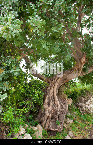 Johannisbrot, Johannisbrot Bean, St. John's Brot (Ceratonia Siliqua), Baum mit einem alten knorrigen Stamm Stockfoto