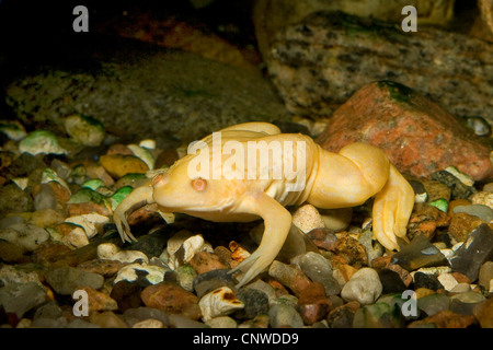 Afrikanische krallenbewehrten Frosch (Xenopus Laevis), albino Stockfoto