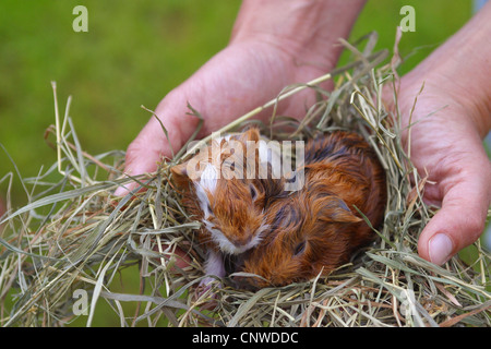 inländische Meerschweinchen (Cavia Aperea F. Porcellus), zwei Welpen in Händen Stockfoto