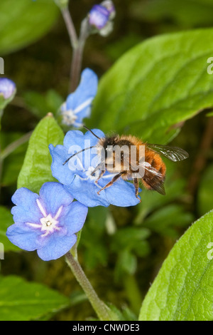 rote Mauerbiene (Osmia Rufa, Osmia Bicornis), Männlich, die auf der Suche nach Nektar auf eine Blume des Blue-eyed-Mary, Omphalodes Verna, Deutschland Stockfoto