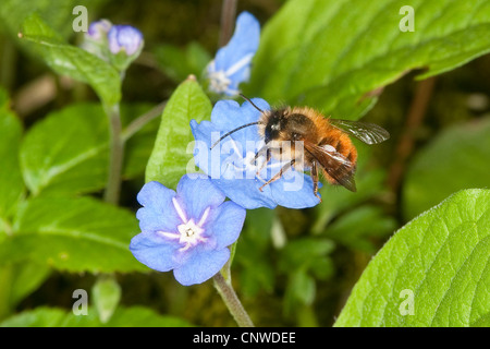 rote Mauerbiene (Osmia Rufa, Osmia Bicornis), Männlich, die auf der Suche nach Nektar auf eine Blume des Blue-eyed-Mary, Omphalodes Verna, Deutschland Stockfoto