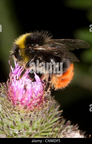 Rotschwanz-Hummel (Bombus Lapidarius, Aombus Lapidarius, Pyrobombus Lapidarius), Männchen auf der Suche nach Nektar auf Arctium Stockfoto