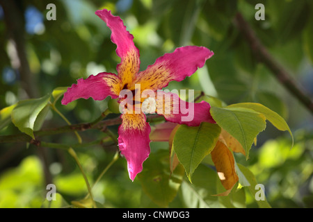 Kapok, Zahnseide Silk Baum, Ceiba del Brasil (Chorisia Speciosa), Seide Zahnseide Baum, Blume, Türkei, Antalya Stockfoto
