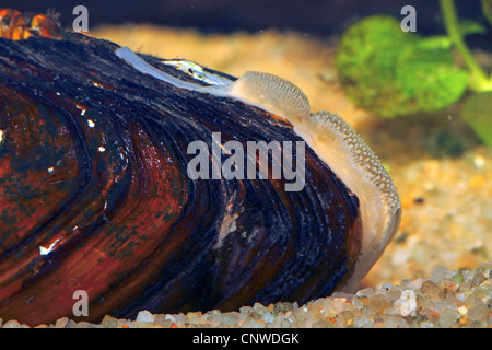 des Malers Muschel (Unio Pictorum, Pollicepes Pictorum), siphon, Deutschland Stockfoto