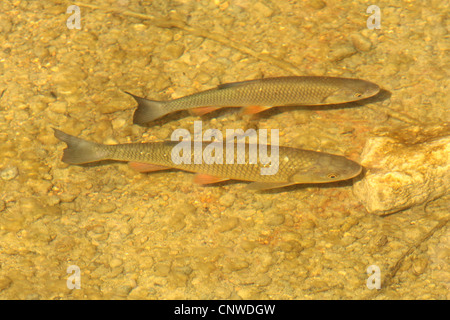 Döbel (Leuciscus Cephalus), über Kies, Deutschland, Bayern Stockfoto