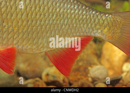 Rotfeder (Scardinius Erythrophthalmus), rote Schwanzflosse, Deutschland Stockfoto