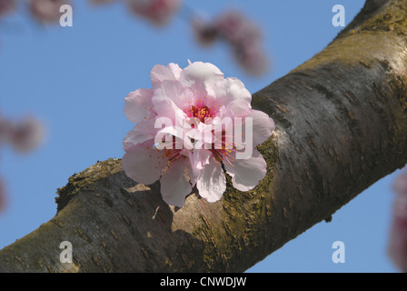 Bittermandel (Prunus Amygdalus), blühen, Deutschland, Rheinland-Pfalz, Pfalz Stockfoto