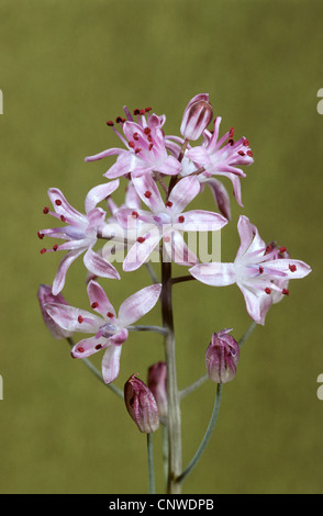 Herbst-Blaustern (Scilla Autumnalis), Blütenstand Stockfoto