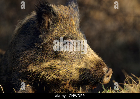 Wildschwein, Schwein, Wildschwein (Sus Scrofa), ältere Ferkel Stockfoto