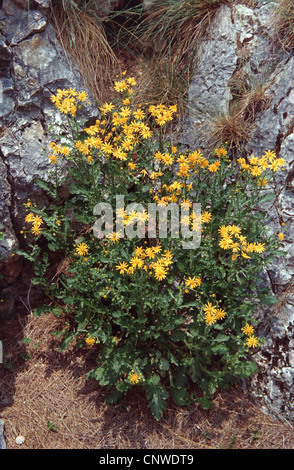 Oxford-Kreuzkraut (Senecio Squalidus, Senecio Rupestris), blühen, Deutschland Stockfoto