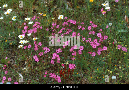 Zwerg Pink Star, gespaltenen-blättrige Campion (Silene Colorata), blühen Stockfoto