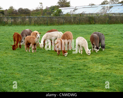 Alpaka (Lama Pacos), weidenden Herde Stockfoto