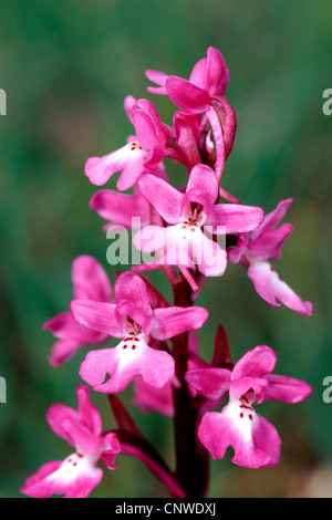 vier vor Ort Orchis (Orchis Quadripunctata), Blütenstand, Griechenland, Creta Stockfoto