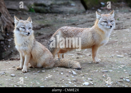 rasche Fox, Kit-Fuchs (Vulpes Velox), zwei Personen Stockfoto