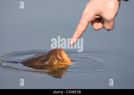 Karpfen, Karpfen, europäischen Karpfen (Cyprinus Carpio), Mann mit einen Finger für einen Karpfen Stockfoto