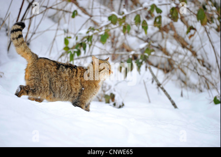 Wildkatze (Felis Silvestris), Wandern im Schnee, Deutschland Stockfoto