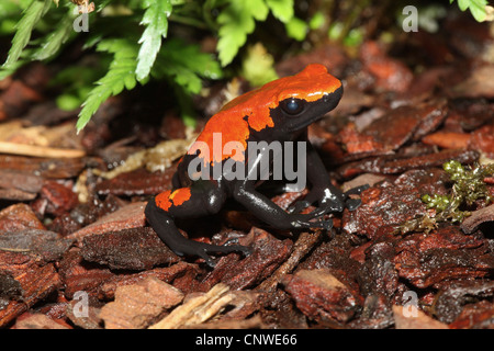 Splash-backed poison Frog (Dendrobates Galactonotus, Adelphobates Galactonotus), einzelne individuelle Stockfoto