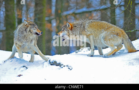 Mackenzie Tal Wolf, Rocky Mountain Wolf, Alaskan Tundra Wolf oder kanadischen Timber Wolf (Canis Lupus Occidentalis), Pup ist durch ein alpha-Wolf, Kanada knurrte Stockfoto