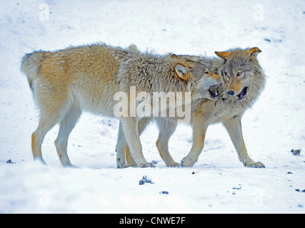 Mackenzie Tal Wolf, Rocky Mountain Wolf, Alaskan Tundra Wolf oder kanadischen Timber Wolf (Canis Lupus Occidentalis), Welpen Toben im Schnee, Kanada Stockfoto