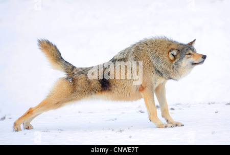 Mackenzie Tal Wolf, Rocky Mountain Wolf, Alaskan Tundra Wolf oder kanadischen Timber Wolf (Canis Lupus Occidentalis), dehnen, Kanada Stockfoto
