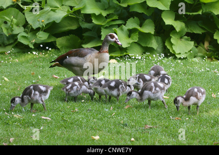 Nilgans (Alopochen Aegyptiacus), Weiden auf Rasen mit Küken Stockfoto