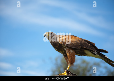 Harris hawk Stockfoto