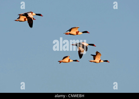 gemeinsamen Brandgans (Tadorna Tadorna), fliegen Herde, Spanien, Balearen, Mallorca Stockfoto