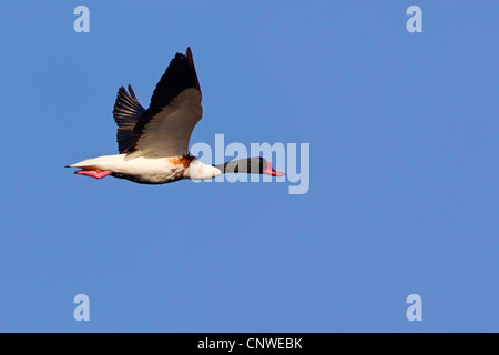 gemeinsamen Brandgans (Tadorna Tadorna), fliegen, Spanien, Balearen, Mallorca Stockfoto