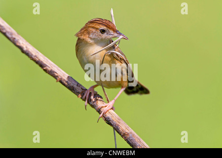 drolligen Cistensänger (Cistensänger kommt), sitzt auf einem Zweig mit Verschachtelung Material im Schnabel, Spanien, Balearen, Mallorca Stockfoto