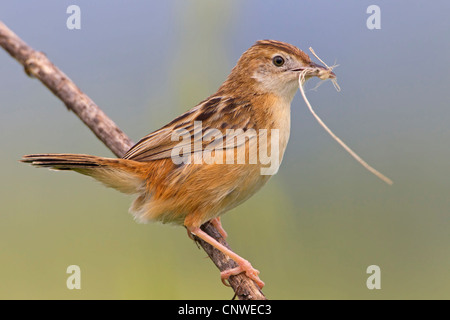 drolligen Cistensänger (Cistensänger kommt), sitzt auf einem Zweig mit Verschachtelung Material im Schnabel, Spanien, Balearen, Mallorca Stockfoto